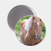 Verf Quarterhorse Magnet (Voorkant / Achterkant)