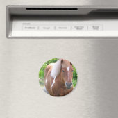 Verf Quarterhorse Magnet (Insitu (Vaatwasser))