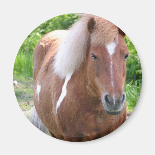 Verf Quarterhorse Magnet (Voorkant)