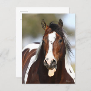 Verf Stallion met Tongue-uitschot Briefkaart