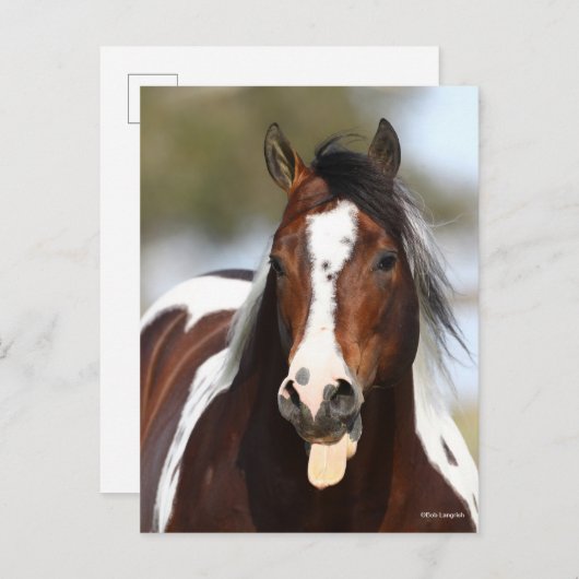Verf Stallion met Tongue-uitschot Briefkaart (Voorkant / Achterkant)