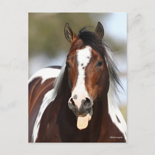 Verf Stallion met Tongue-uitschot Briefkaart (Voorkant)