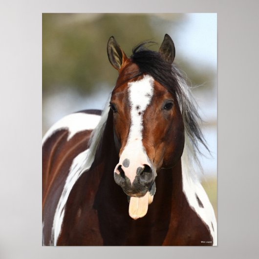 Verf Stallion met Tongue-uitschot Poster (Voorkant)