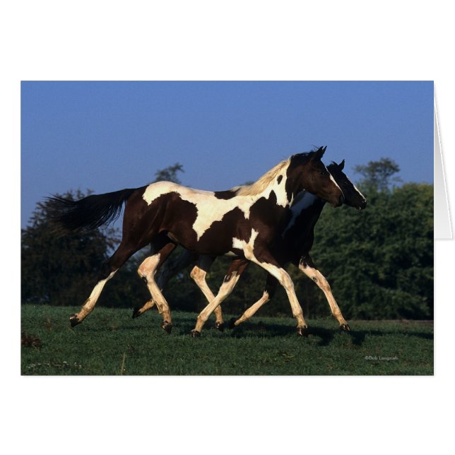 Verfbedekking loopt (Voorkant Horizontaal)