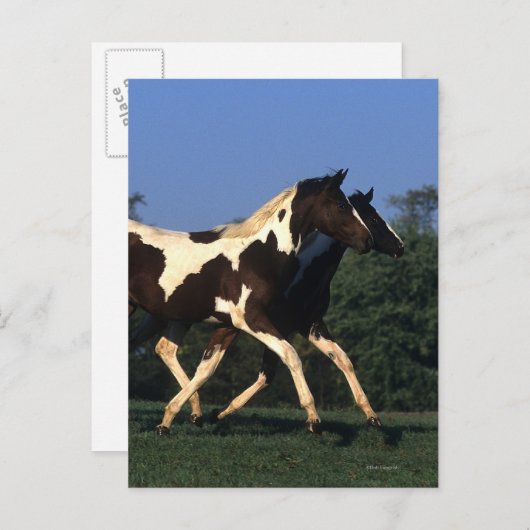 Verfbedekking loopt briefkaart (Voorkant / Achterkant)