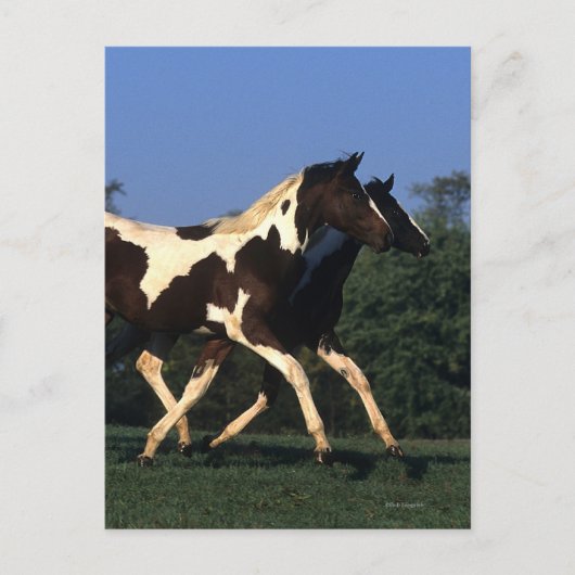 Verfbedekking loopt briefkaart (Voorkant)