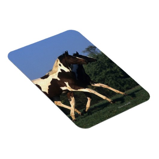 Verfbedekking loopt magneet (Rechterzijde)