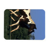 Verfbedekking loopt magneet (Horizontaal)