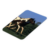 Verfbedekking loopt magneet (Linkerzijde)