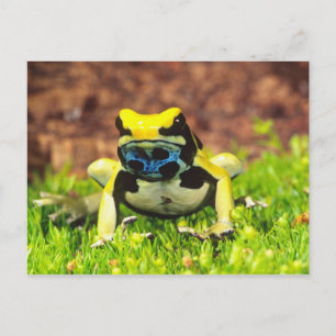 Verfgifkikker, Dendrobates tinctorius Briefkaart
