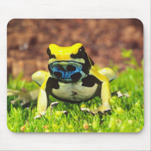 Verfgifkikker, Dendrobates tinctorius Muismat