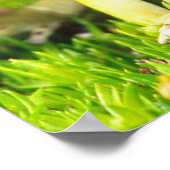 Verfgifkikker, Dendrobates tinctorius Poster (Hoek)