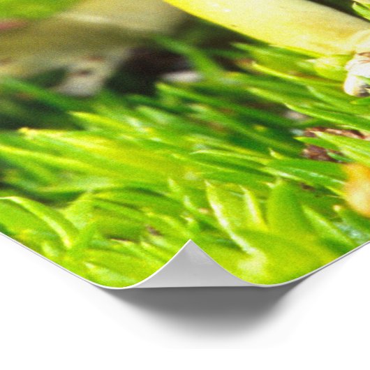 Verfgifkikker, Dendrobates tinctorius Poster (Hoek)