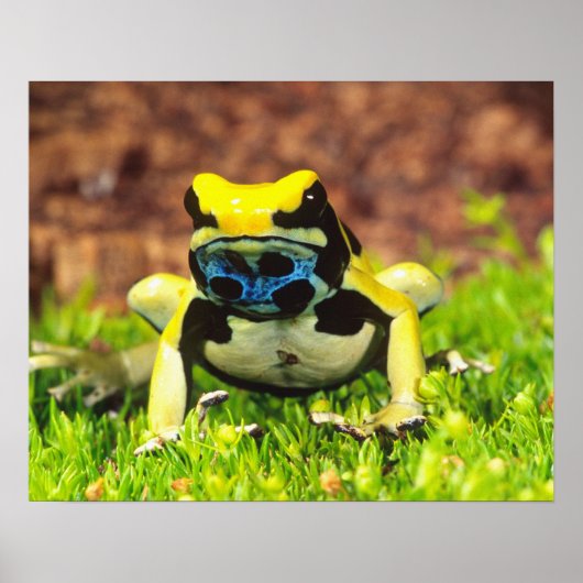 Verfgifkikker, Dendrobates tinctorius Poster (Voorkant)
