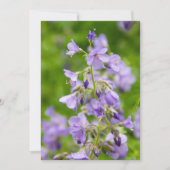 Verfijn blauwe bloemen op een groen veld in een le (Voorkant)