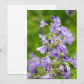 Verfijn blauwe bloemen op een groen veld in een le (Voorkant / Achterkant)