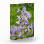 Verfijn blauwe bloemen op een groen veld in een le fotoblokken (Links)