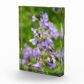 Verfijn blauwe bloemen op een groen veld in een le fotoblokken (Rechts)