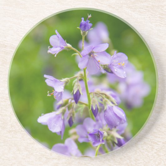 Verfijn blauwe bloemen op een groen veld in een le zandsteen onderzetter (Voorkant)