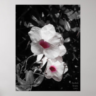 Verfijnde schoonheid poster