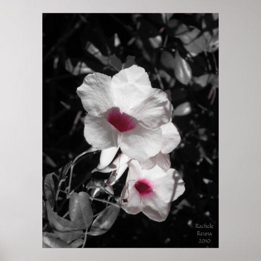 Verfijnde schoonheid poster (Voorkant)