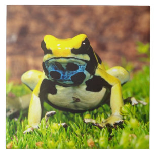 Verfkwakker, Dendrobates tinctorius, Tegeltje