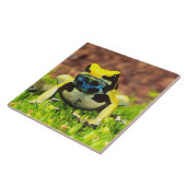 Verfkwakker, Dendrobates tinctorius, Tegeltje (Zijkant)