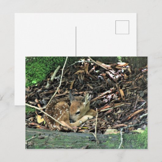 verflauwd briefkaart (Voorkant / Achterkant)