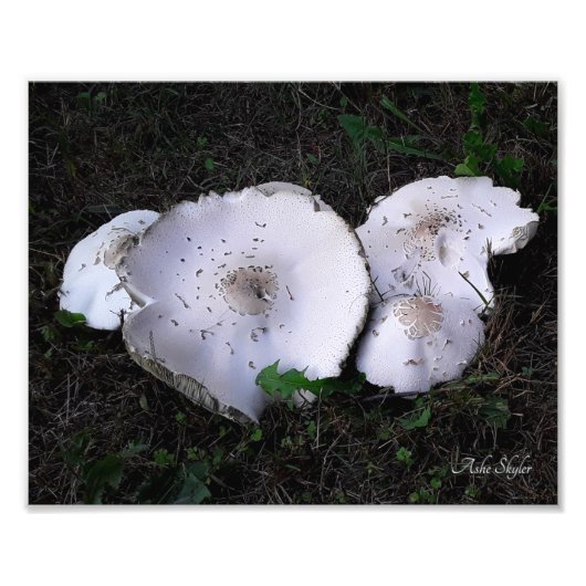 Verfrommelde schotels foto afdruk (Voorkant)