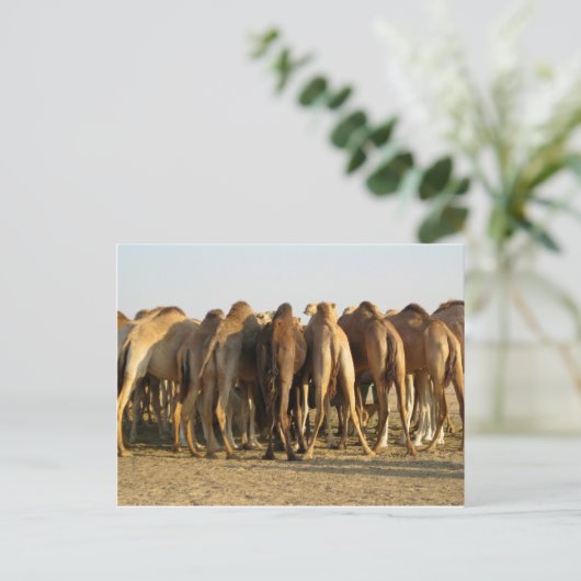 Vergadering van de kamelen briefkaart (Staand voorkant)