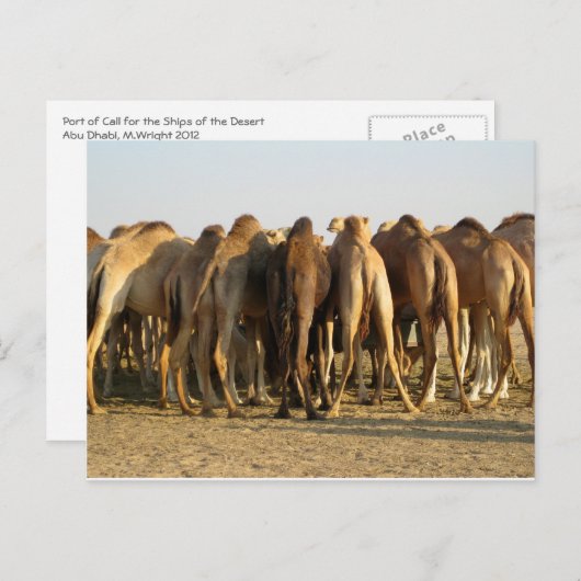Vergadering van de kamelen briefkaart (Voorkant / Achterkant)