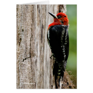 Vergadering van een "Red-Breasted Sapsucker"