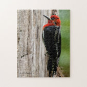 Vergadering van een "Red-Breasted Sapsucker" Legpuzzel (Verticaal)