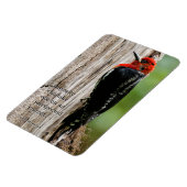 Vergadering van een "Red-Breasted Sapsucker" Magneet (Linkerzijde)