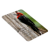 Vergadering van een "Red-Breasted Sapsucker" Magneet (Rechterzijde)