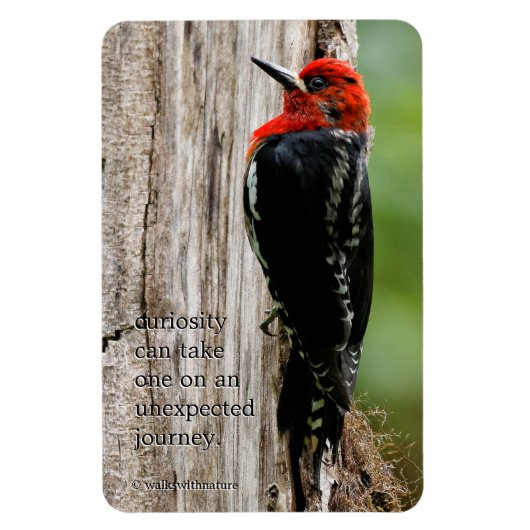 Vergadering van een "Red-Breasted Sapsucker" Magneet (Verticaal)