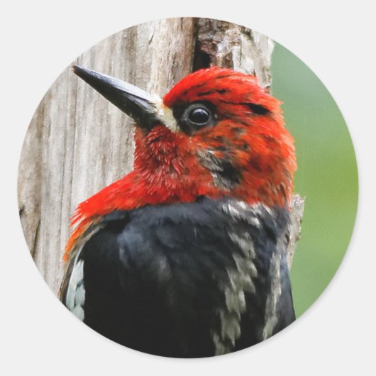 Vergadering van een "Red-Breasted Sapsucker" Ronde Sticker (Voorkant)