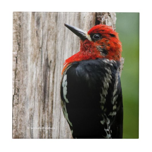 Vergadering van een "Red-Breasted Sapsucker" Tegeltje (Voorkant)