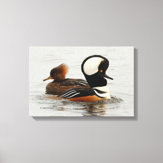 Vergadering van Gedekte Merganser Ducks bij de Pon Canvas Afdruk (Voorkant)