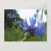 Vergadering van Ladybugs over Cornflower HALLO Bri Briefkaart (Voorkant)