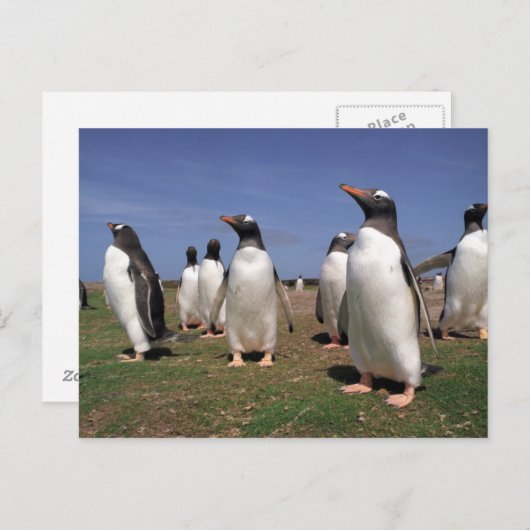 Vergaderpinguïns Briefkaart (Voorkant / Achterkant)