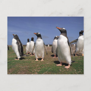 Vergaderpinguïns Briefkaart