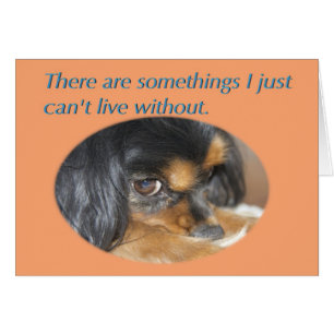 Vergeef me Kaart met Cavalier King Charles Spaniel