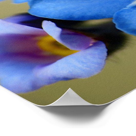 Vergeet-me-knopen 11 Poster (Hoek)