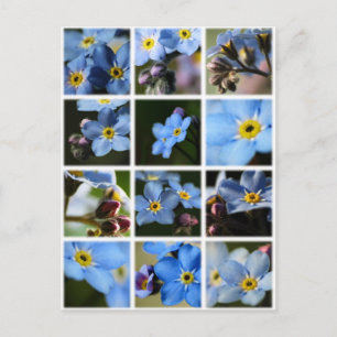 Vergeet-me-knopen Montage 1 Briefkaart