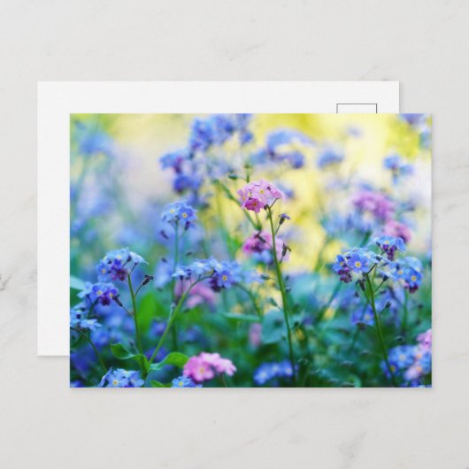 Vergeet-me-niet bloemen briefkaart (Voorkant / Achterkant)