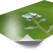 Vergeet-me-niet bloemen foto afdruk (Hoek)