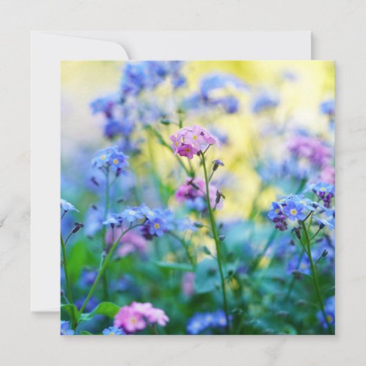 Vergeet-me-niet bloemen kaart (Voorkant)