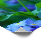 Vergeet-me-niet bloemen poster (Hoek)