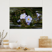 Vergeet me niet bloemen poster (Keuken)